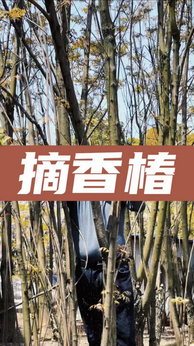 香椿雞蛋有，就缺二兩酒！