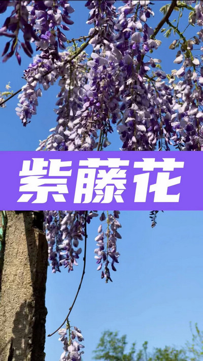 春有約，花不誤，陌上紫藤香如故。